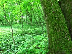 green moss with leaves