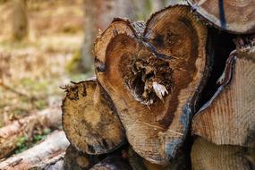 old split log