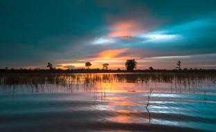 Beautiful landscape of the cornfield in water, at colorful sunset, in Thailand