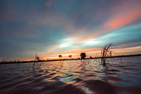 Beautiful landscape of the cornfield and water, at colorful and beautiful sunset, in Thailand