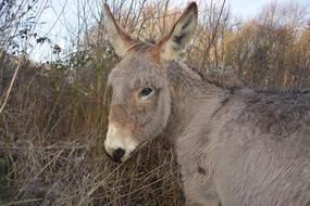 funny donkey by the grass