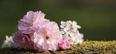 Cherry Blossoms Flowers Japanese