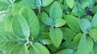 leaves in the garden a lot