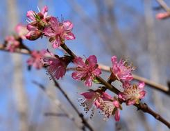 Peach Blossoms Tree Blossom