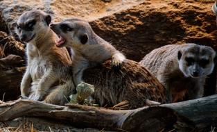 cute meerkats in the field