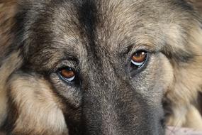 Dog Eyes