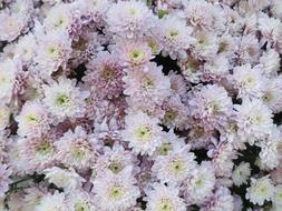 Flower Plant Nature