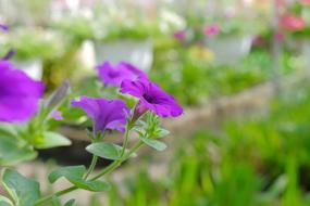 little purple flowers in the grass