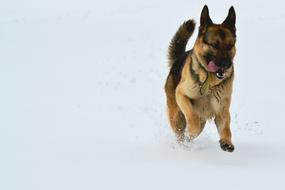 Dog Snow Run