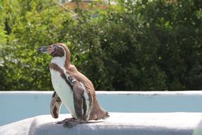 Penguin Animal World Water