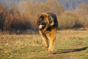 Leonberger Dog