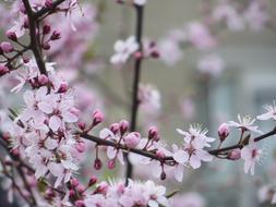 beautiful flowers on a branch