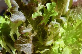 lettuce leaves in the garden