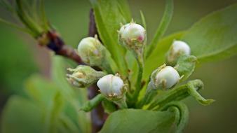 the little flower buds on the tree