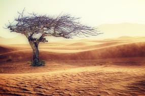 tall tree in the sands