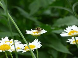 Insect Bee Blossom