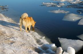 Spring The Ice Is Melting Dog Red