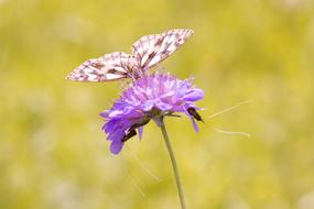 a pink butterfly on a flower in the garden