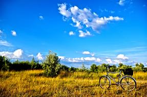 landscape of a field with trees