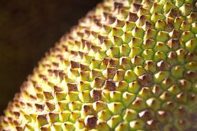 Jack Fruit Texture