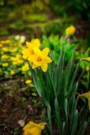 yellow gorgeous flowers