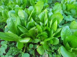 Endive Health Green Juice plants