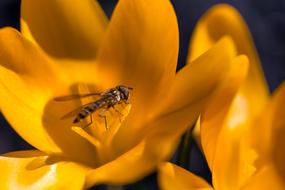 Episyrphus Balteatus Fly Flora