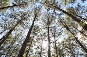 tall trees in the sun