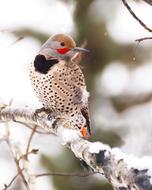 Woodpecker Flicker Bird