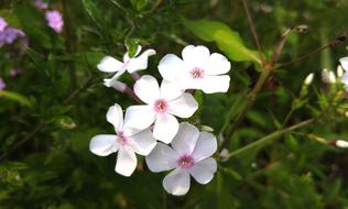 mini cherry blossoms