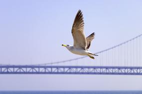 Seagull Bridge Fly