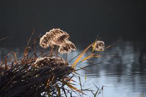 dry wild plants by the water