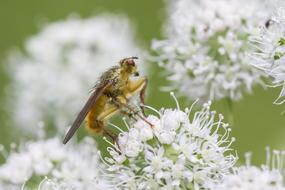 Insect Hairy Fly