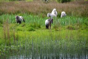 Pony River Horses