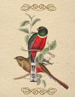 bird vintage color old paper