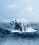 Polar Bear Arctic Predator