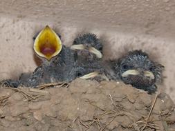 screaming birds