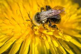 hornet in a yellow flower