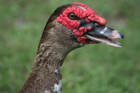 Duck Ugly Bird macro blur