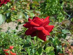 red rose Petals in garden