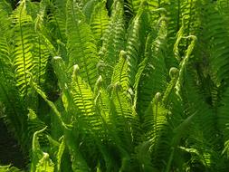 Fern Green Nature