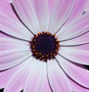 a beautiful flower bud of an unusual flower