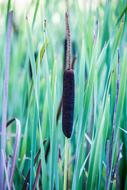 colored grass background