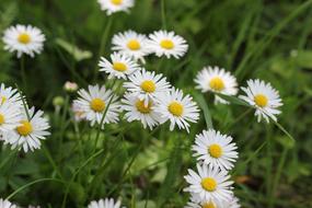 Daisy Flower Floral