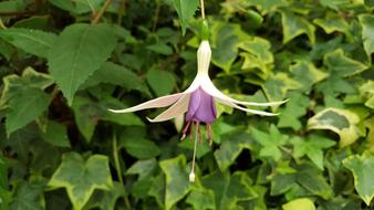 Hanging Clock Flower Spring
