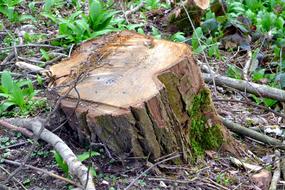 Tree Trunk Nature