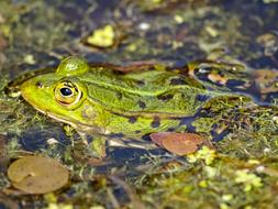frog in a green swamp