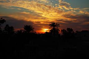 Sunset Palm Trees Skyline