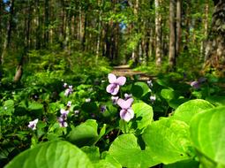 Violet Viola Purple