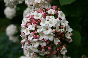 Blossom Bloom Ornamental